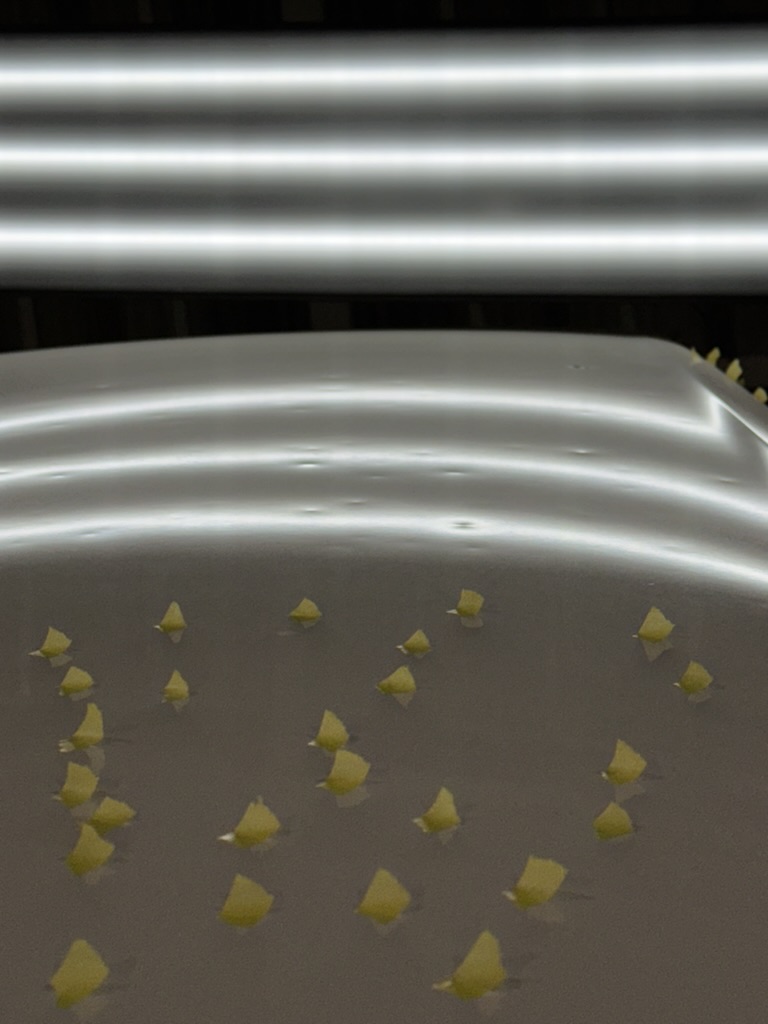 ハイゼット 雹害車のヘコミ修理 デントリペア