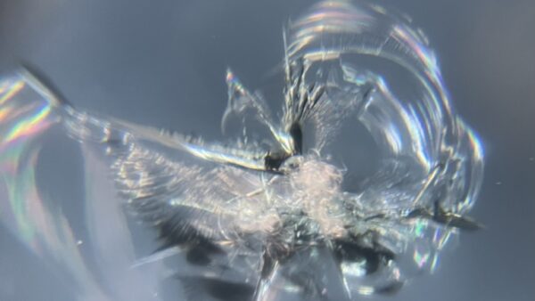 528I 飛び石フロントガラスリペア