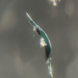 ソリオ　飛び石修理　ガラスリペア