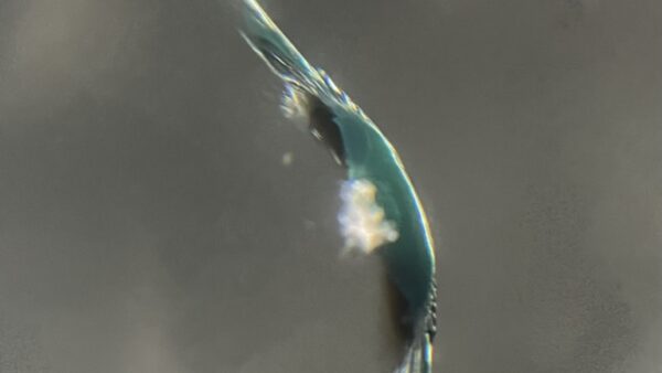 ソリオ　飛び石修理　ガラスリペア