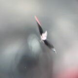 [高崎市]ヴォクシー　フロントガラス飛び石修理｜ガラスリペア施工