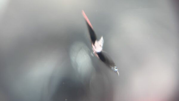 [高崎市]ヴォクシー　フロントガラス飛び石修理｜ガラスリペア施工