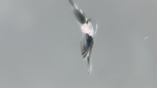 [高崎市]レヴォーグ　フロントガラスの飛び石修理｜ガラスリペ...