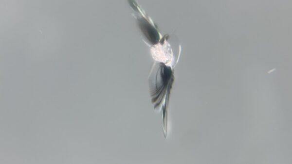 [高崎市]レヴォーグ　フロントガラスの飛び石修理｜ガラスリペア施工