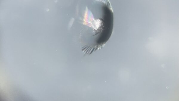 [高崎市]NBOX　フロントガラスの飛び石修理｜ガラスリペア施工