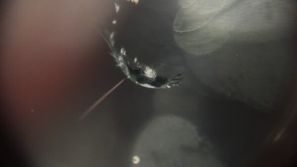 カローラクロス　フロントガラスの飛び石修理