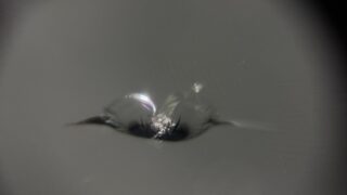 [調布市]AUDI A5　フロントガラスの飛び石修理｜ガラス...