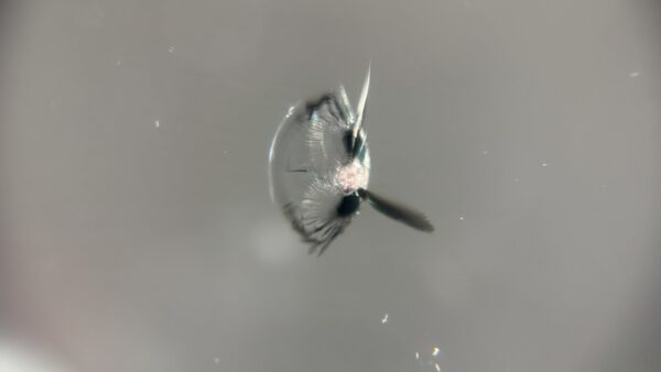 [高崎市]スペーシアギア　フロントガラスの飛び石修理｜ガラスリペア施工