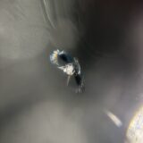 [足立区]CX-8 フロントガラスの飛び石修理｜ガラスリペア施工