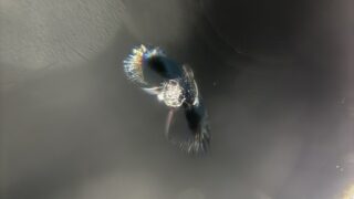 [足立区]CX-8 フロントガラスの飛び石修理｜ガラスリペア...