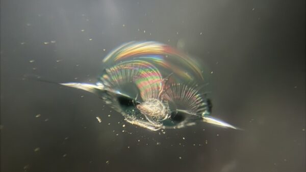 [前橋市]アトレー　フロントガラスの飛び石修理｜ガラスリペア施工